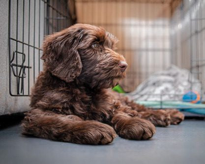 😴 Rustige doodle = blije doodle (en blije jij)