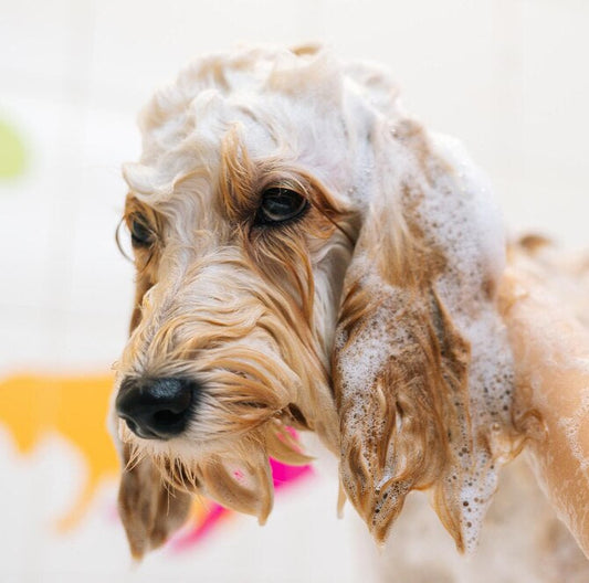 ✨ Zo houd je de vacht van je Labradoodle gezond, glanzend en klitvrij