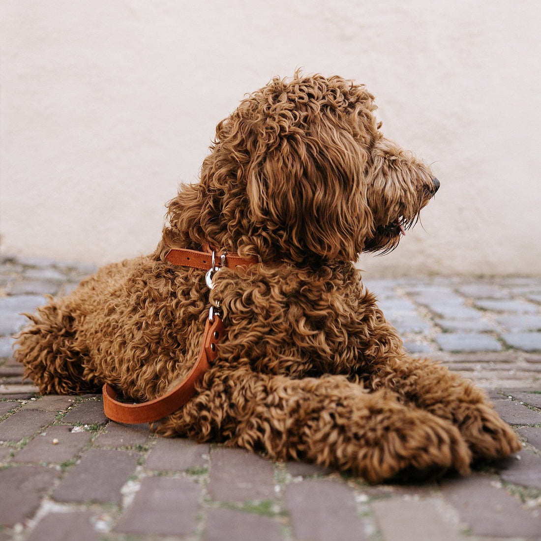 Wat mogen Labradoodles wel en niet eten?