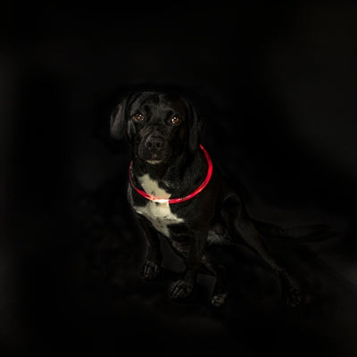 Trixie Lichtgevende Halsband Usb Flash Light Oplaadbaar Tpu Rood